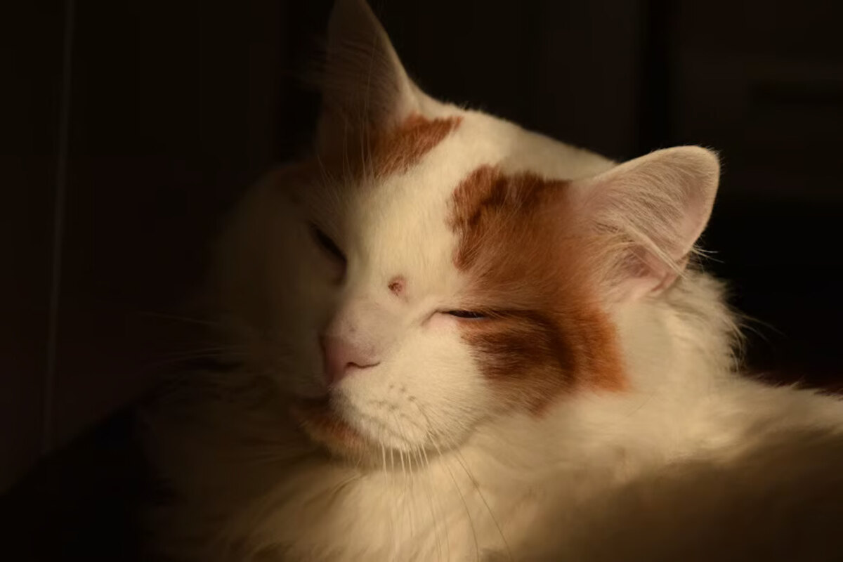 Jangan Salah Pilih, Ini Ciri-Ciri Kucing Anggora Asli yang Perlu Diketahui