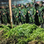 5.000 Batang Ganja Terungkap, TNI Habema Gagalkan Peredaran Narkotika