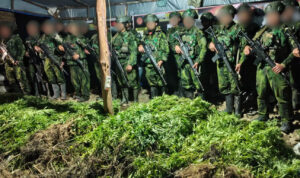 5.000 Batang Ganja Terungkap, TNI Habema Gagalkan Peredaran Narkotika