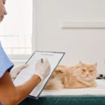 Cara Memilih Obat Diare Kucing yang Aman dan Efektif