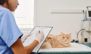 Cara Memilih Obat Diare Kucing yang Aman dan Efektif