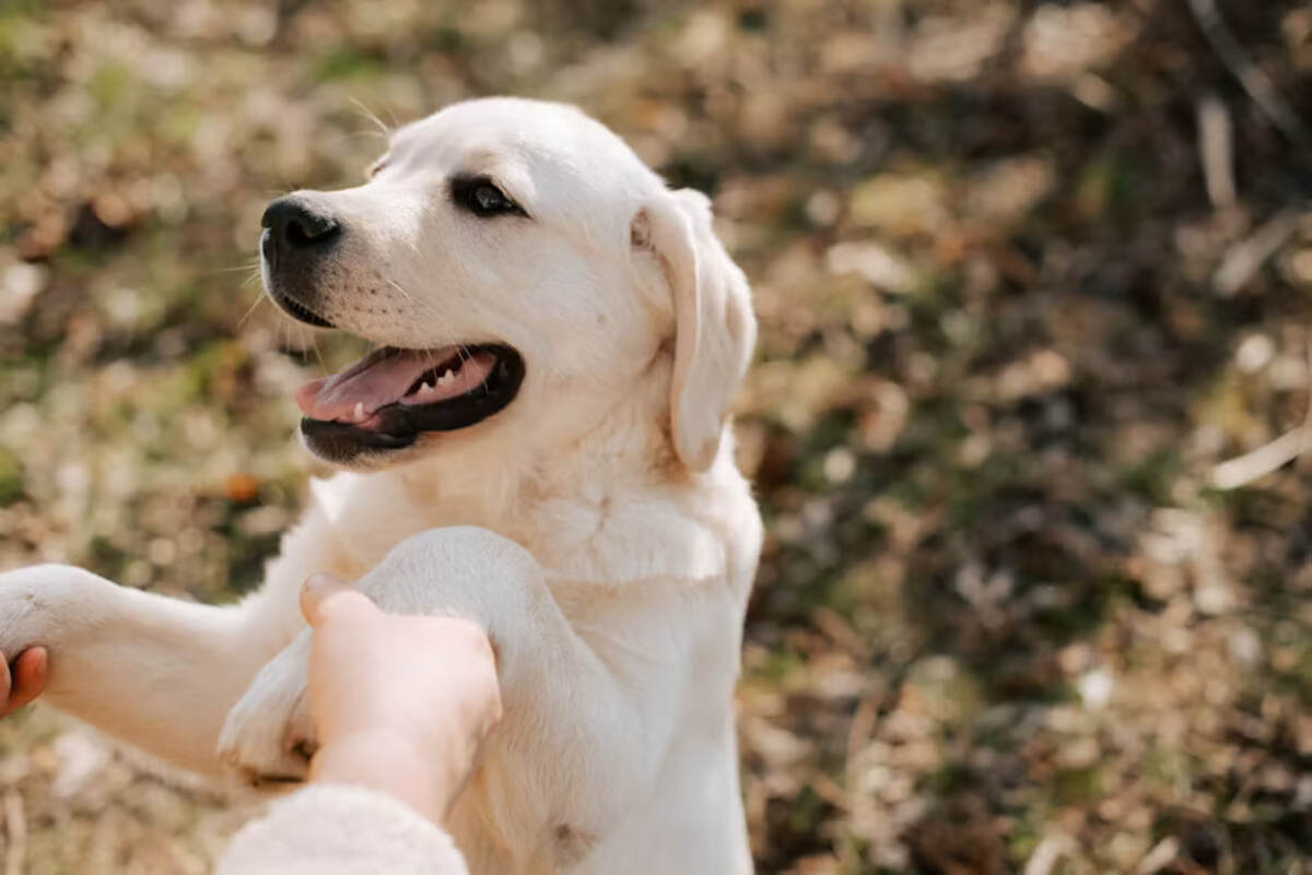 Dog Training Tips di Rumah Agar Anjing Pintar