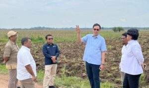 Dukung Program Mandiri Energi Nasional, Holding Perkebunan Nusantara Siapkan 10 Ribu Hektare Lahan Singkong di Lampung