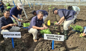 Holding Perkebunan Nusantara Perkuat Hilirisasi, PTPN I (Persero) Bidik Pasar Eropa melalui Cerutu Premium Jember