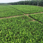 Holding Perkebunan Nusantara melalui PTPN IV PalmCo Akselerasi Peremajaan Sawit Petani di Riau Perkuat Implementasi Program B50.jpg