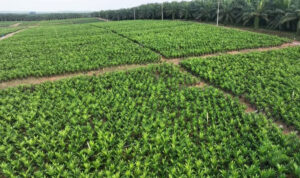 Holding Perkebunan Nusantara melalui PTPN IV PalmCo Akselerasi Peremajaan Sawit Petani di Riau Perkuat Implementasi Program B50.jpg