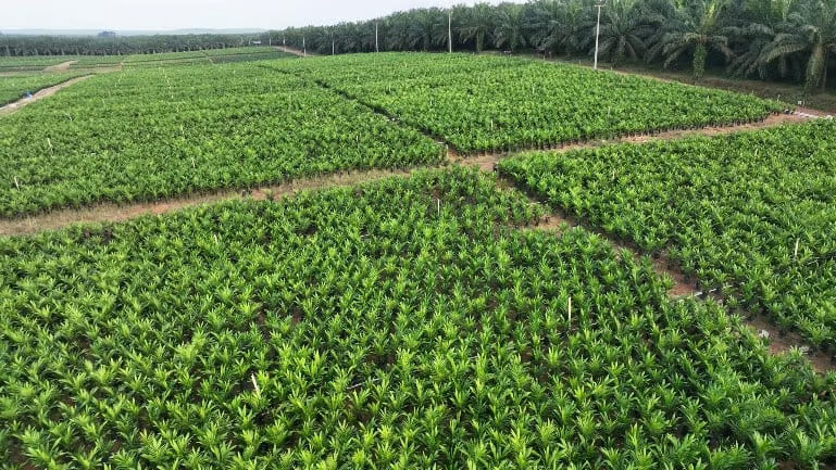 Holding Perkebunan Nusantara melalui PTPN IV PalmCo Akselerasi Peremajaan Sawit Petani di Riau Perkuat Implementasi Program B50.jpg