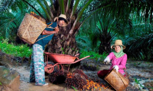 Peringati Hari Krida Pertanian, Holding Perkebunan Nusantara melalui PTPN IV PalmCo Serap 1,34 Juta Ton TBS Petani