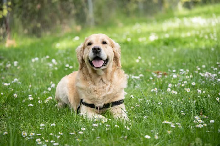 Anjing Labrador (1)
